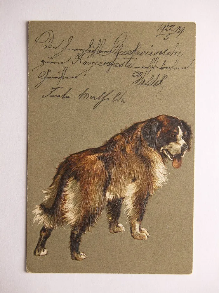 Fauna, zvířata - Pes, Bernardýn — 1
