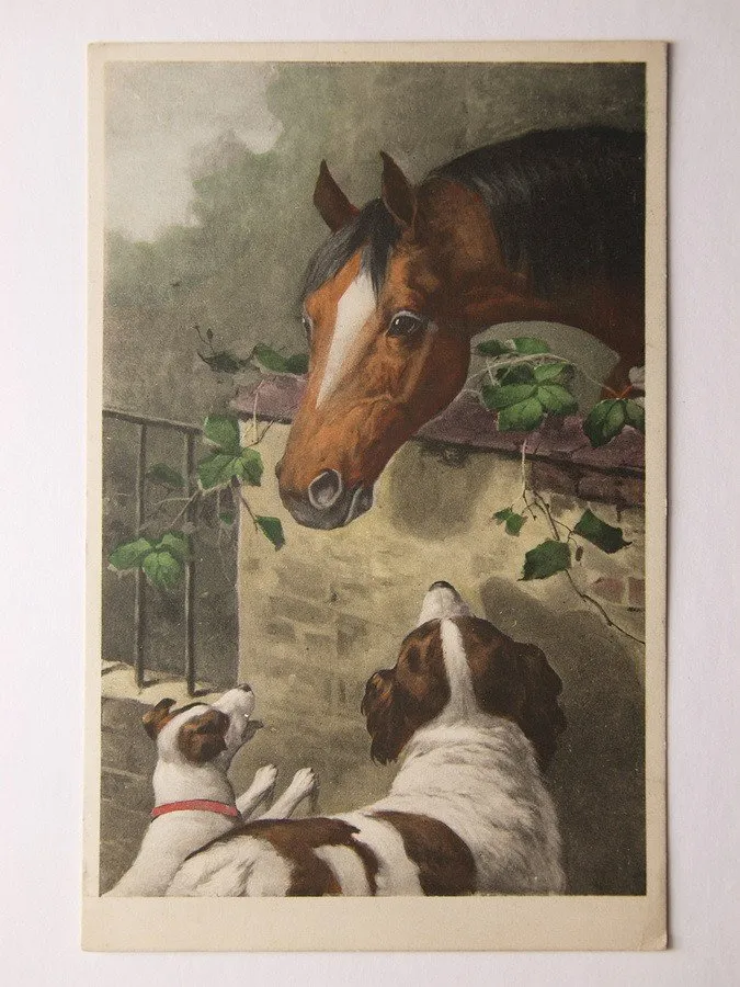Fauna, zvířata, živočichové — 1