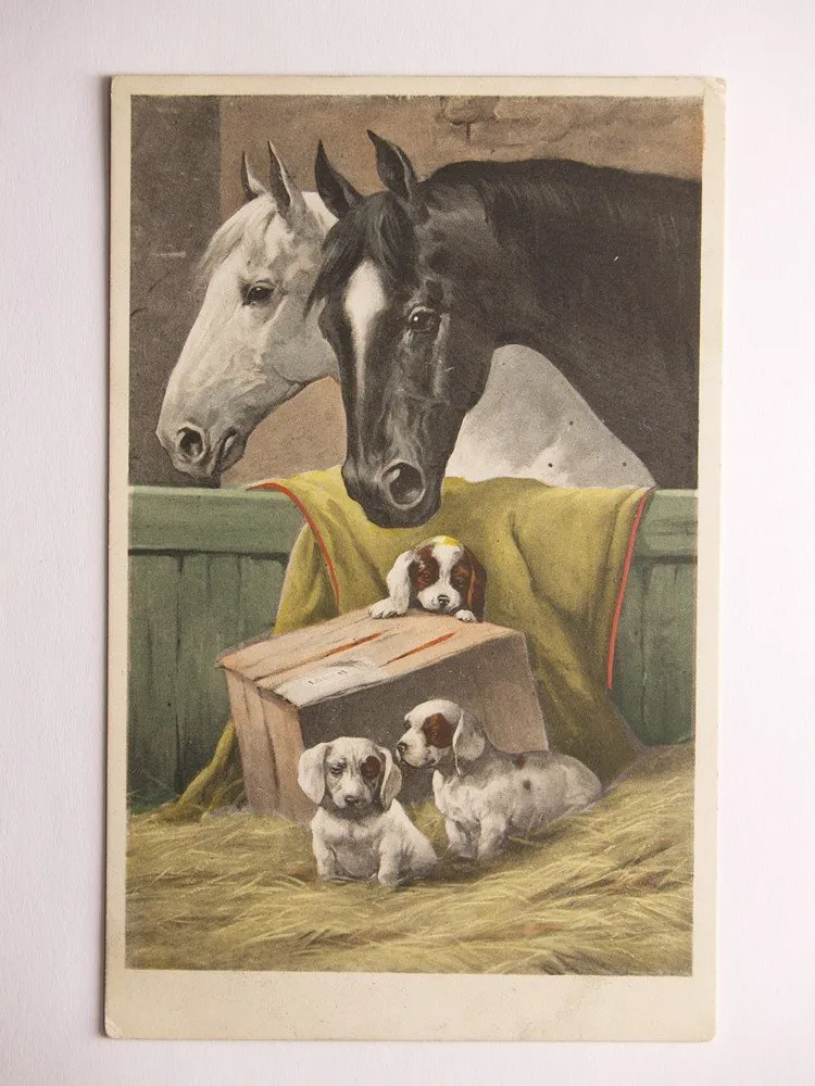 Fauna, zvířata - Koně, psi — 1