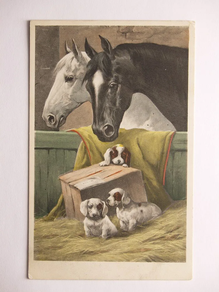 Fauna, zvířata - Koně, psi — 1