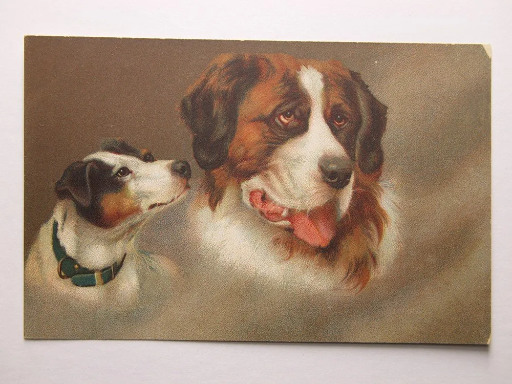 Fauna, zvířata, živočichové — 1