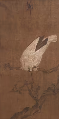 Falcon